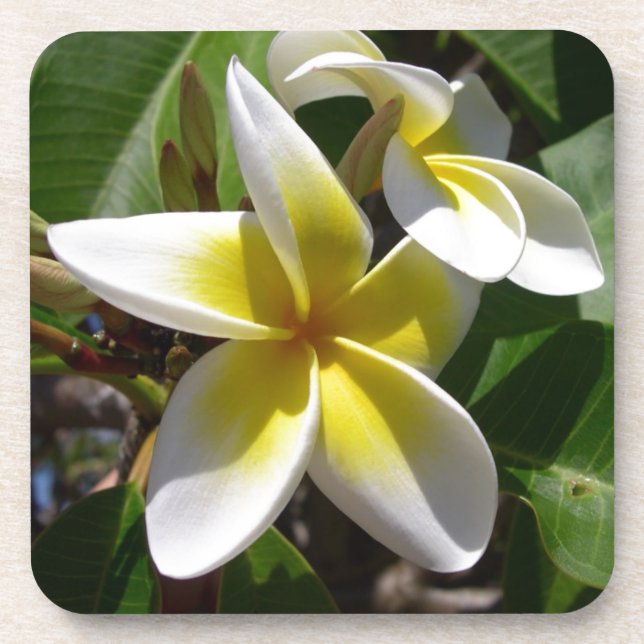 Beautiful yellow-white Plumeria flower Drink Coaster (Front)