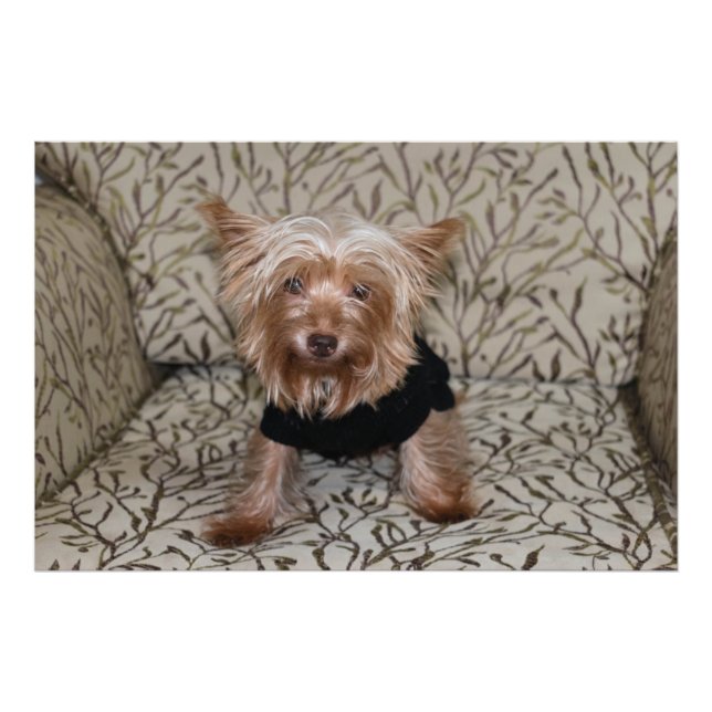 Beautiful Yorkshire Terrier Photo Print (Front)