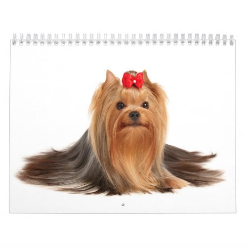 Beautiful Yorkshire Terriers Calendar