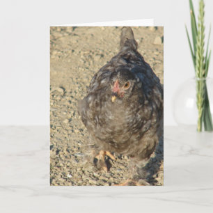 Beautiful Young Chicken All Occasions  Card