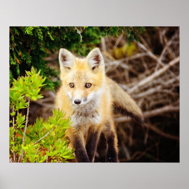 Beautiful Young Fox Kit Poster (Front)