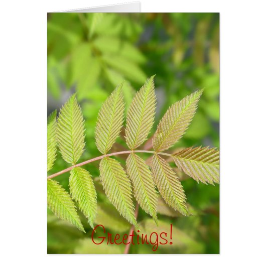 Beautiful young green leaves cards (Front)