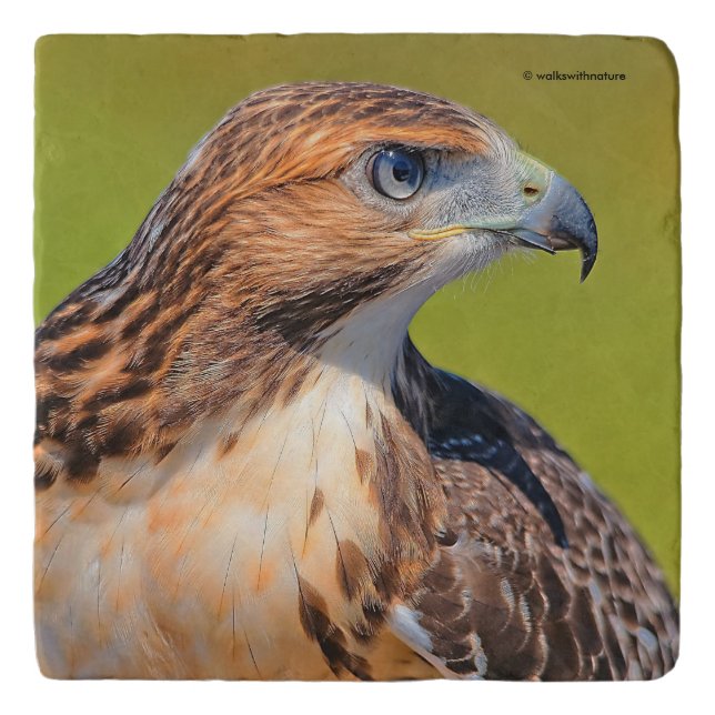 Beautiful Young Red-Tailed Hawk Trivet (Front)