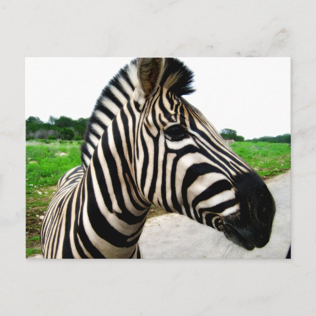 Beautiful Zebra Photograph Postcard (Front)
