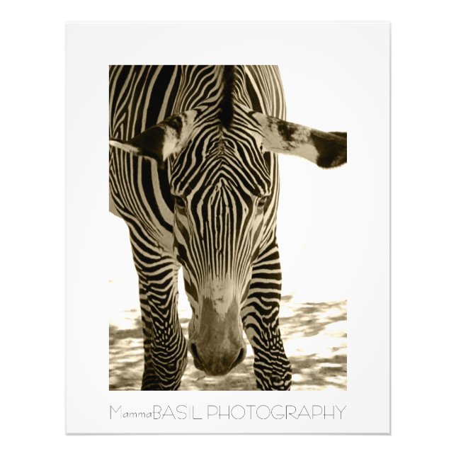 Beautiful Zebra Poster/Print! Photo Print (Front)