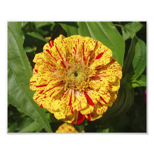Beautiful Zinnia Photo Print (Front)