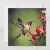 Beautifull Hummingbird (Front)