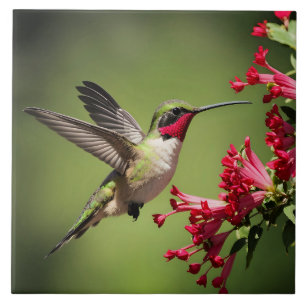 Beautifull Hummingbird Ceramic Tile