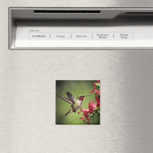 Beautifull Hummingbird Magnet
