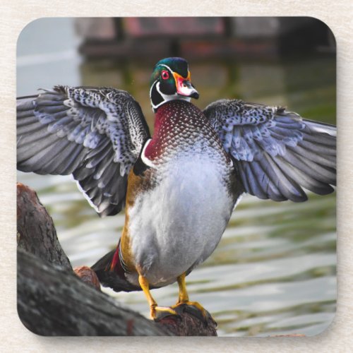 Beautifully Striking Wood Duck Florida Photography Beverage Coaster