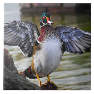 Beautifully Striking Wood Duck Florida Photography Ceramic Tile