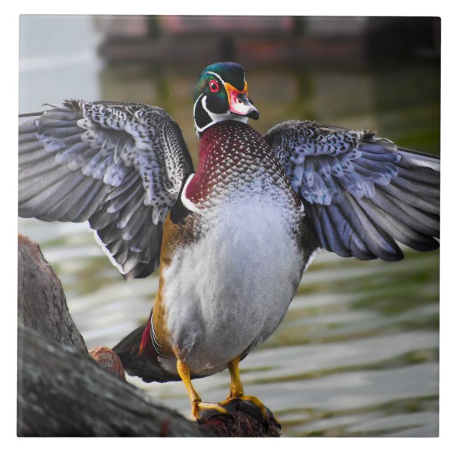 Beautifully Striking Wood Duck Florida Photography Ceramic Tile (Front)