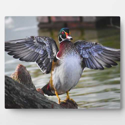 Beautifully Striking Wood Duck Florida Photography Plaque