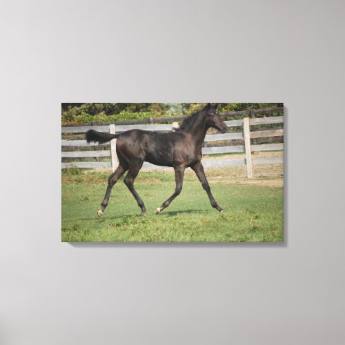 Beautuful Horse running through the field Canvas Print