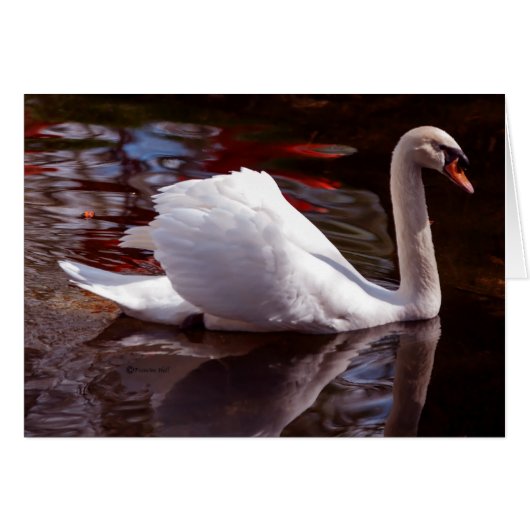 Beauty (Front Horizontal)