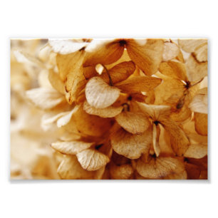 Beauty Beyond 7x5 Photographic Print