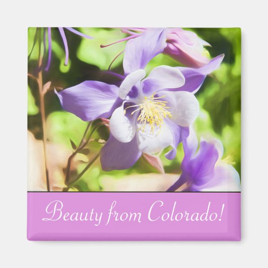 Beauty From Colorado Rocky Mountain Columbine Magnet