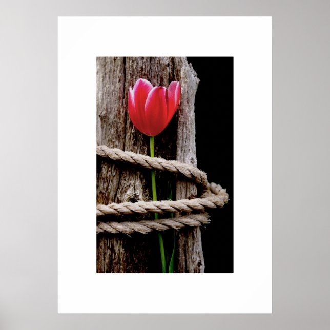 Beauty Held Hostage Post Poster (Front)