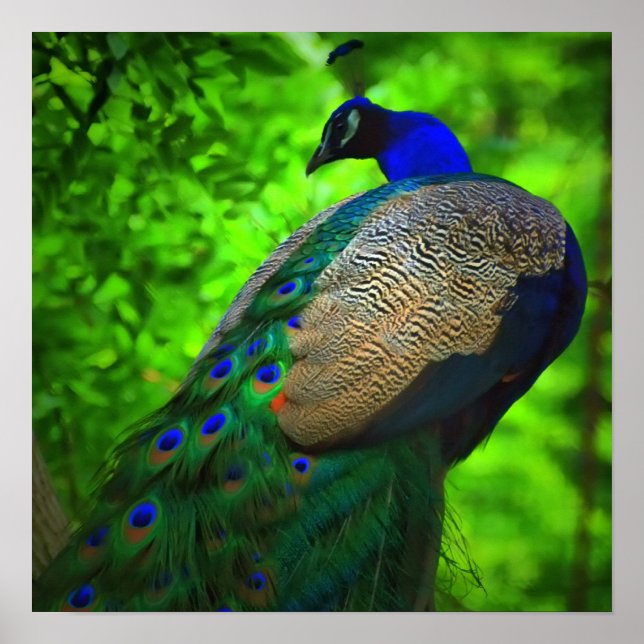 beauty in a tree poster (Front)