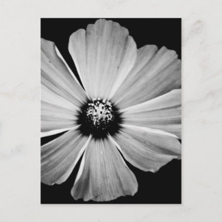 Beauty in Black and White Postcard