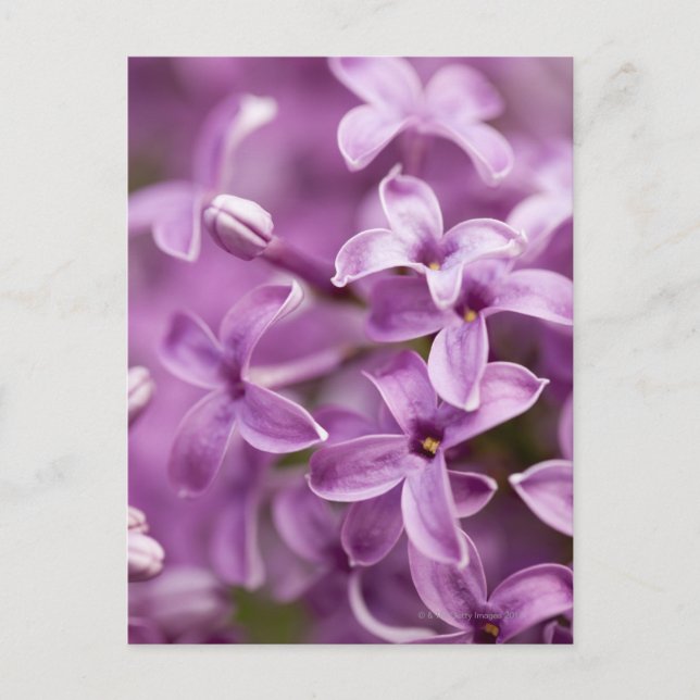 Beauty in nature - Purple Lilac Postcard (Front)