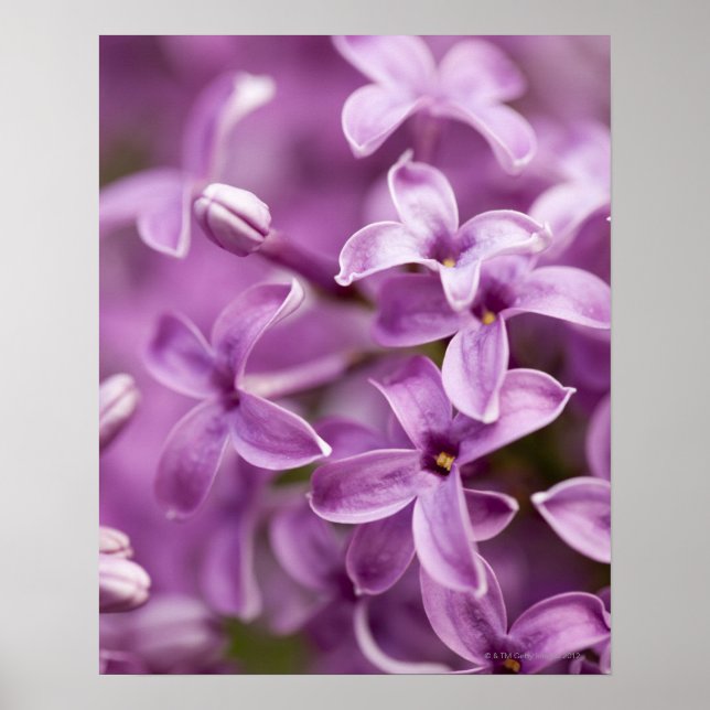 Beauty in nature - Purple Lilac Poster (Front)