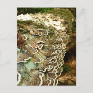 Beauty in Small Things Postcard