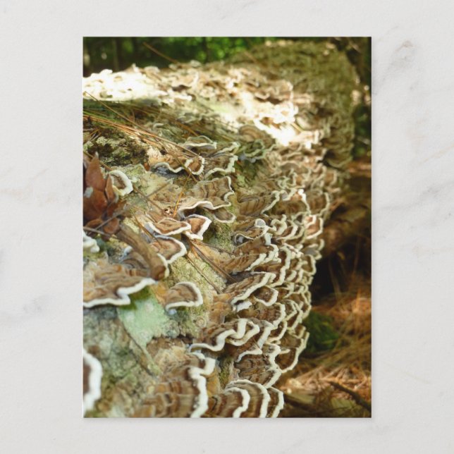 Beauty in Small Things Postcard (Front)