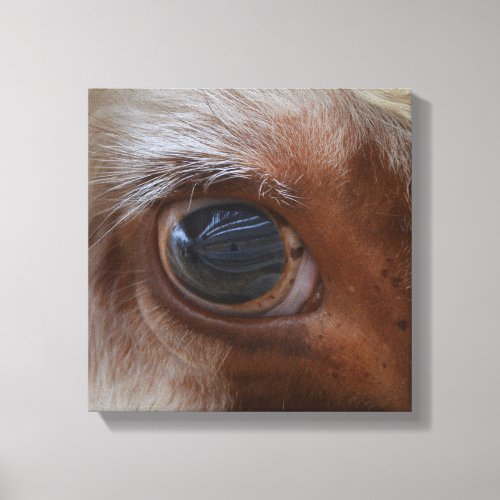 Beauty In The Eye Of The Beholder Cow Canvas Print