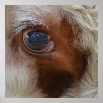 Beauty In The Eye Of The Beholder Cow Poster by WackemArt at Zazzle