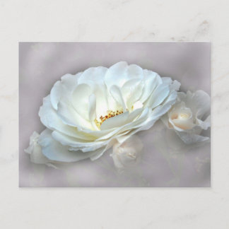 BEAUTY IN THE MIST SILVER POSTCARD