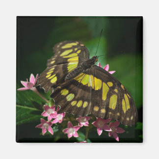 Beauty in the Stars Magnet