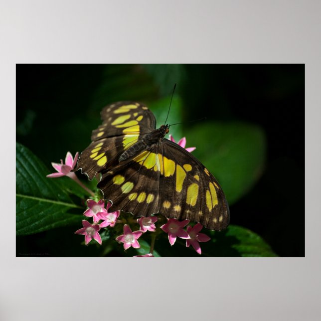 Beauty in the Stars Print (Front)