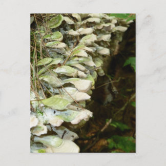 Beauty in the Woods Postcard