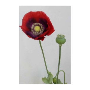 Beauty is also the Beast Acrylic Print