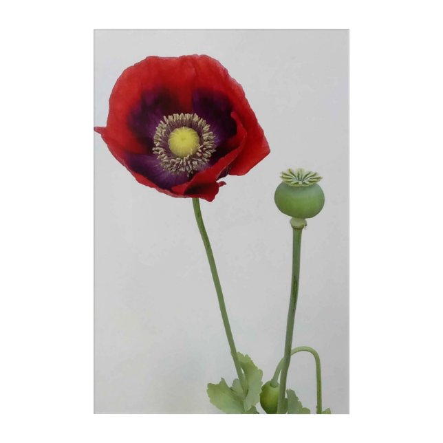 Beauty is also the Beast Acrylic Print (Front)