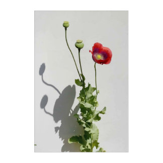 Beauty is also the Beast Acrylic Print