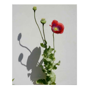 Beauty is also the Beast. Poster