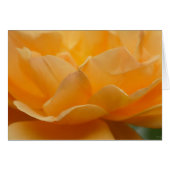 Beauty Of A Rose (Front Horizontal)