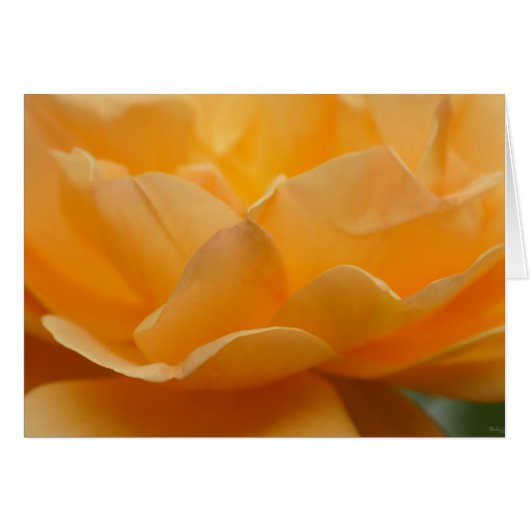Beauty Of A Rose Cards (Front Horizontal)