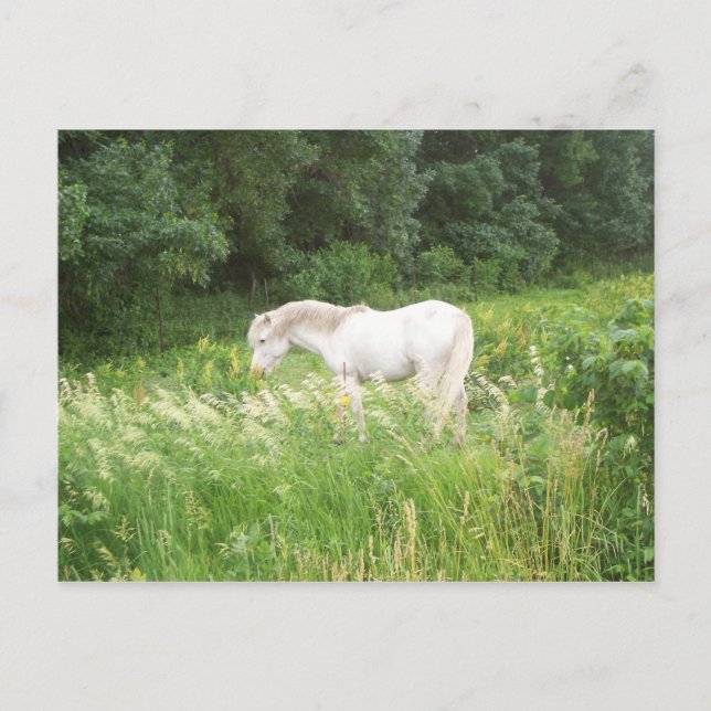 Beauty Postcard (Front)