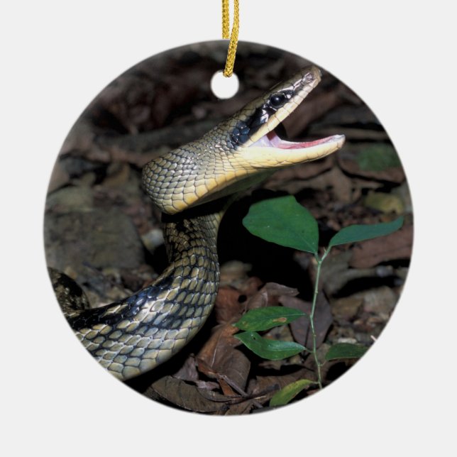 Beauty rat snake ceramic ornament (Front)