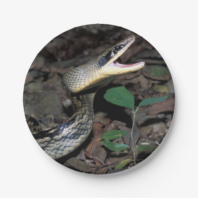 Beauty rat snake paper plates (Front)