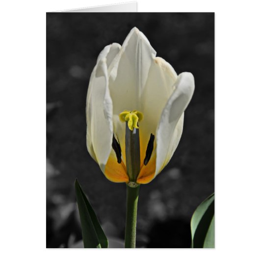 Beauty Revealed (Front)