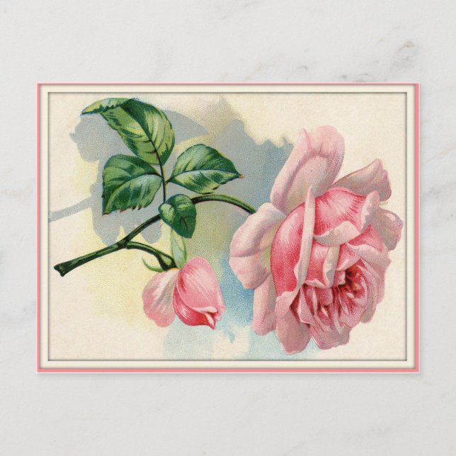 Beauty Rose Pink, Gray Postcard Horizontal (Front)