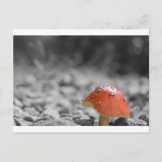 Beauty Shroom Postcard