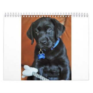 beauty-the-labrador-retriever_42196_2010-02-24_w45 calendar