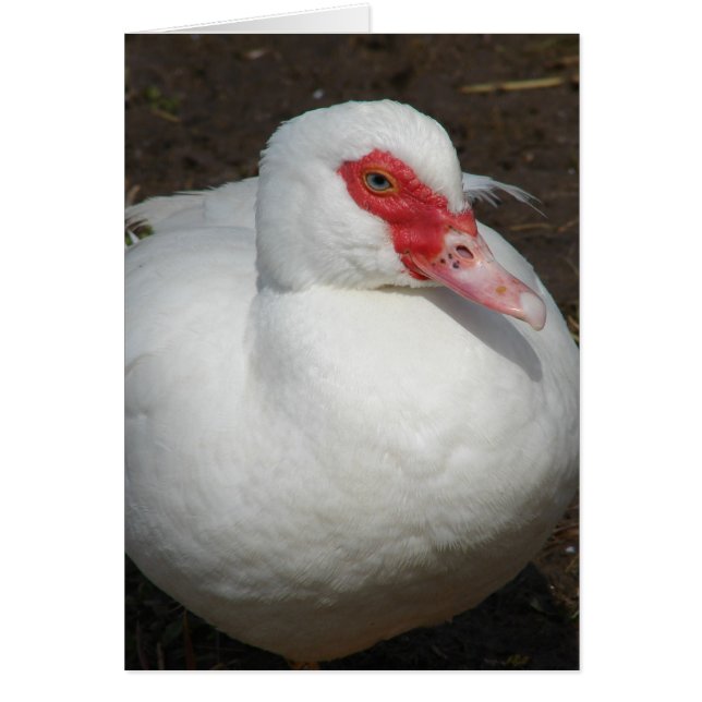 Beauty the Muscovy Hen Cards (Front)