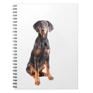 beautyful doberman pinscher notebook