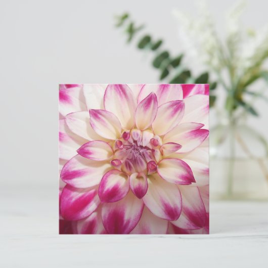 Beaux (Standing Front)